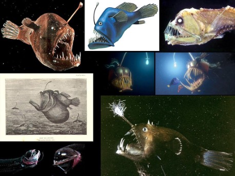 Blobfish Facts - WorldAtlas